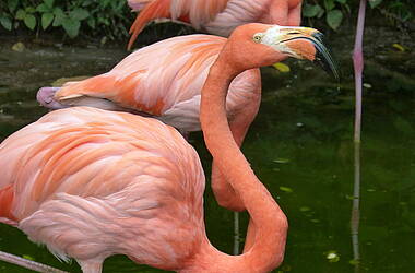 Lachsfarbene Flamingos am Ufer