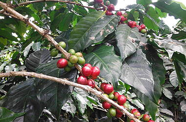 Kaffeeplanze auf einer Plantage