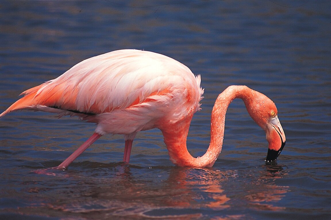 Pinker Flamingo auf den Galapagos Inseln unweit des Finch Bay Galapagos Hotel