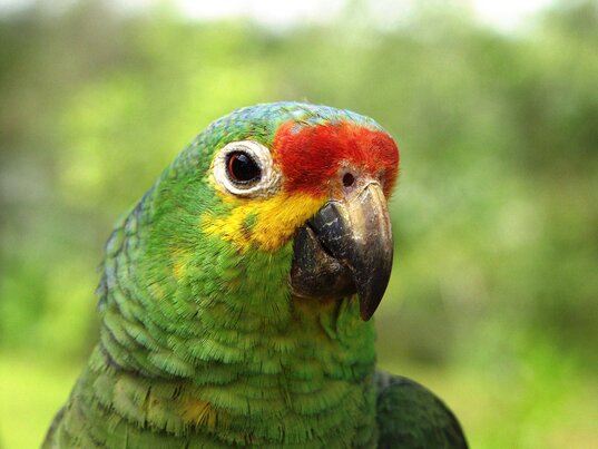 Potrait einer Rotstirnamazone in Nicaragua