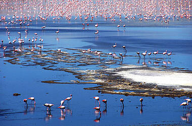 Pinke Flamingos im Salar de Uyuni