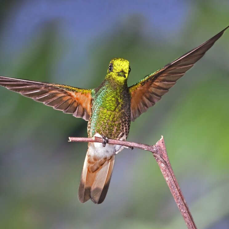 Schillernder Fahlschwanzkolibri im Regenwald von Ecuador
