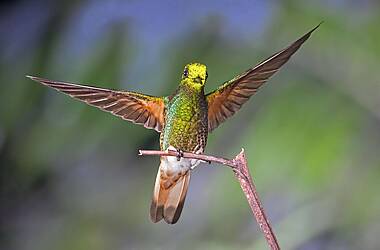 Schillernder Fahlschwanzkolibri im Regenwald von Ecuador