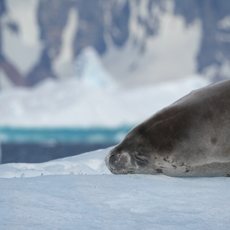 Eine schlafende Robbe ruht friedlich auf einer Eisscholle vor der Kulisse von blau schimmernden Eisbergen.