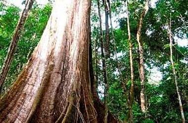 Hohe Bäume mit Brettwurzeln im Yasuni und Cuyabeno Nationalpark, Ecuador