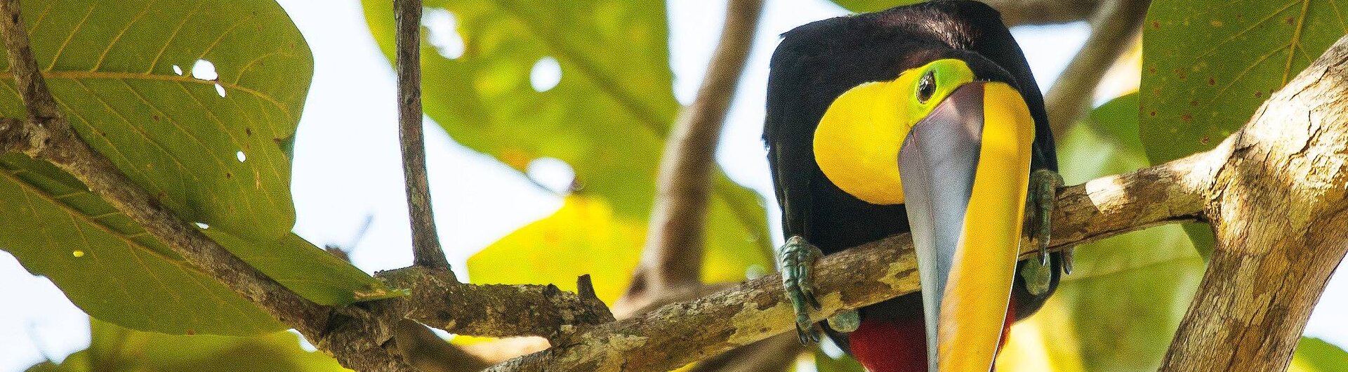 Tukan auf einem Ast im Dschungel von Costa Rica.