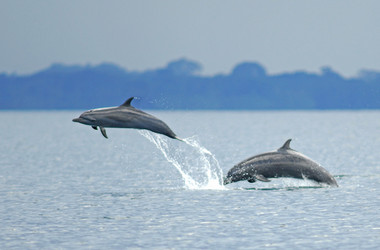 Delfine vor der Halbinsel Osa Costa