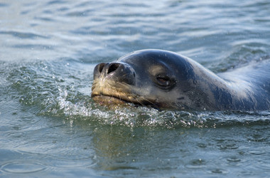 Seeleopard in der San-Rafael-Lagune