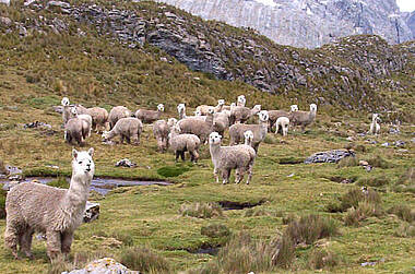 Lamas in der Cordilleria Huayhuash