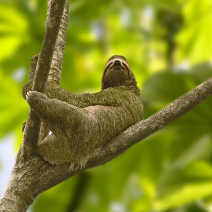 Faultier im Cahuite Nationalpark auf der Rundreise Costa Rica und Panama von Gateway Lateinamerika