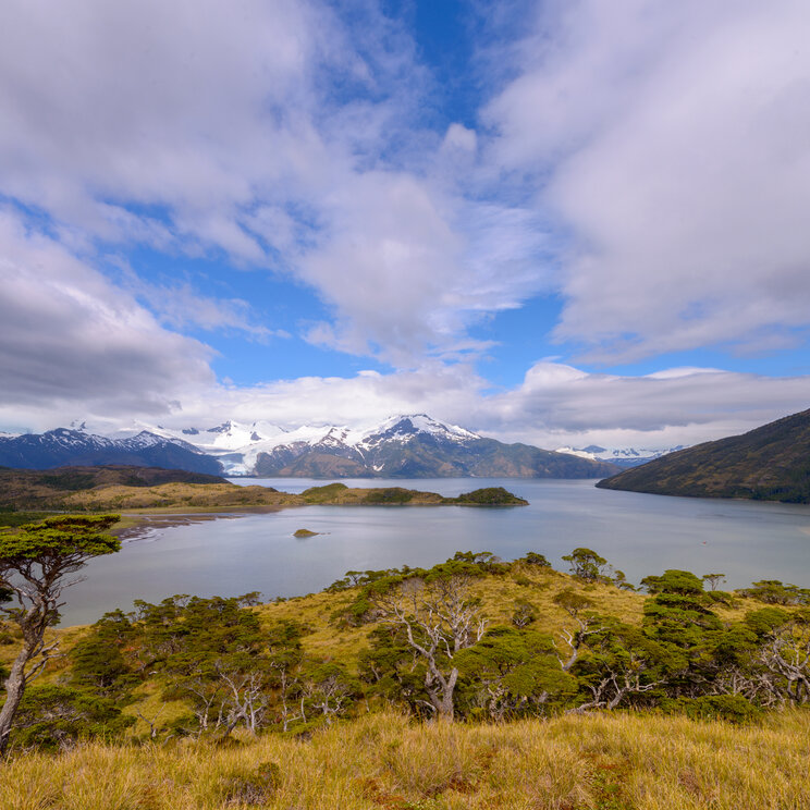 Weite Fjordlandschaft mit windschiefen Bäumen im Vordergrund und schneebedeckten Bergen unter bewölktem Himmel in Chile.