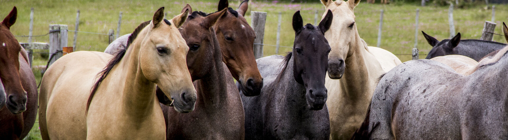 Pferde auf einer paraguayischen Estancia