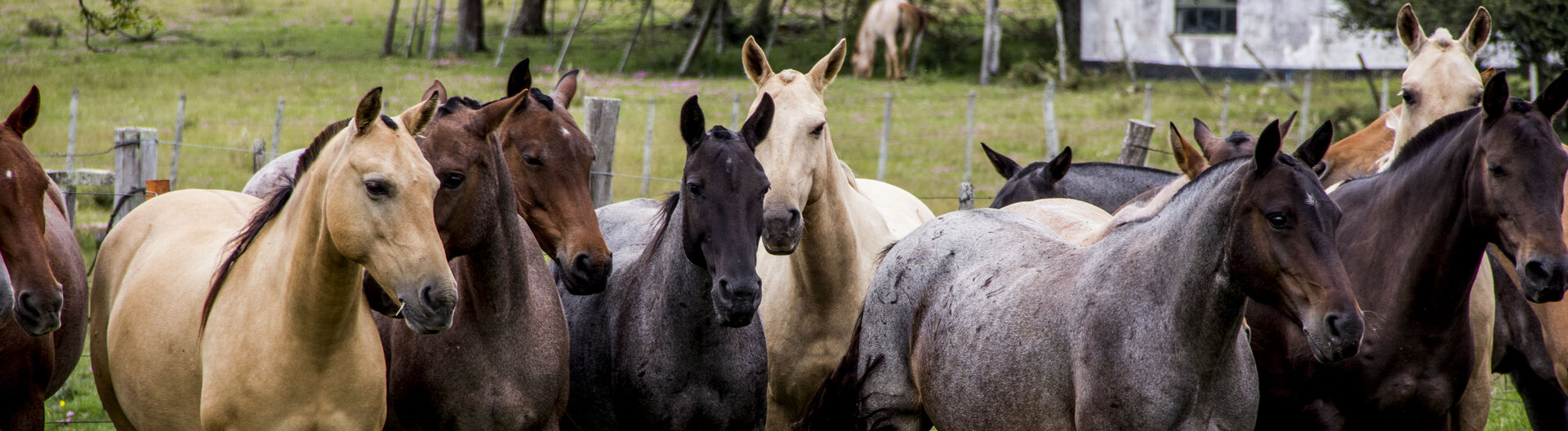 Pferde auf einer paraguayischen Estancia