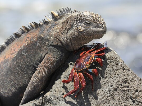 Eine Meeresechse und eine rote Klippenkrabbe sitzen auf einem Vulkanfelsen auf den Galapagos-Inseln in Ecuador.