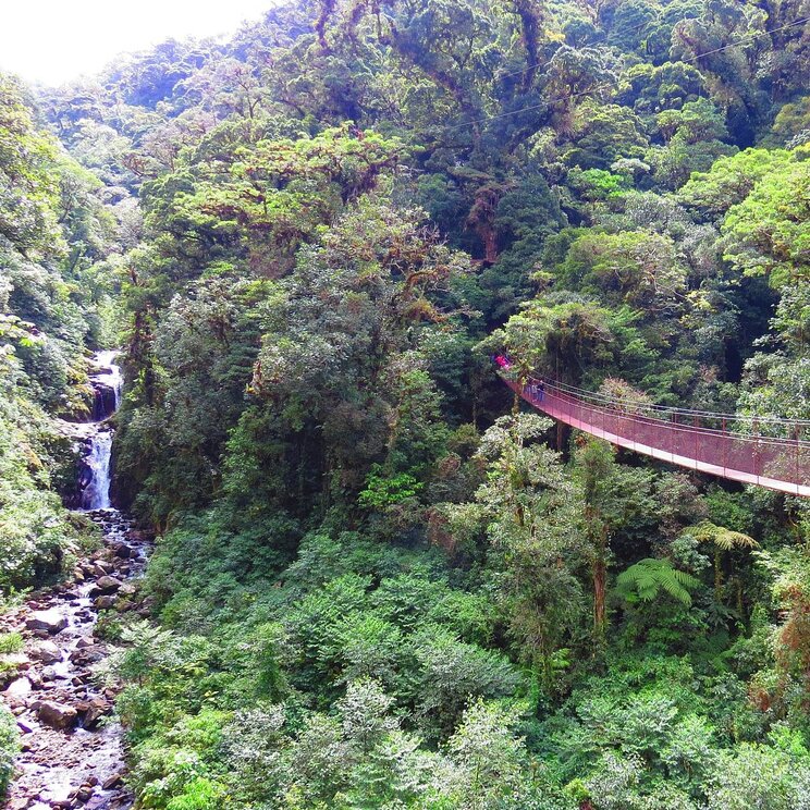 Hängebrücken in den Baumwipfeln Boquete, Panamas