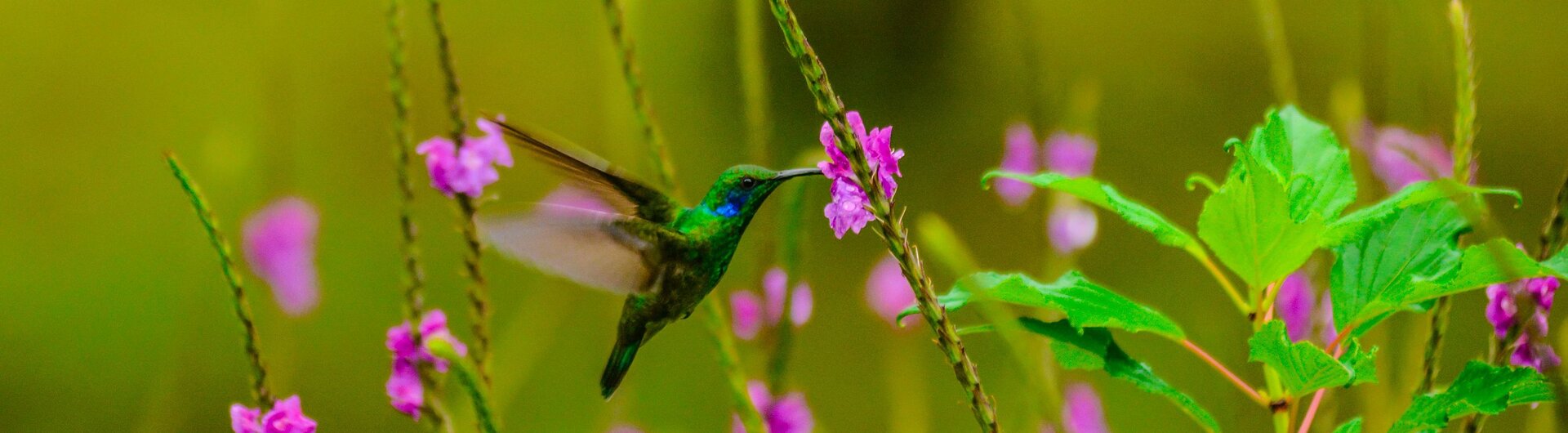 Kolibri im Monteverde Nebelwald in Costa Rica