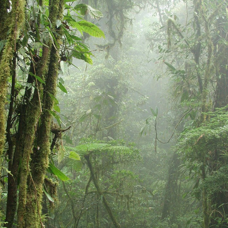 Nebelwald in Monteverde, Costa Rica, mit üppiger, mystischer Vegetation und einem dichten, nebelverhangenen Waldpfad.