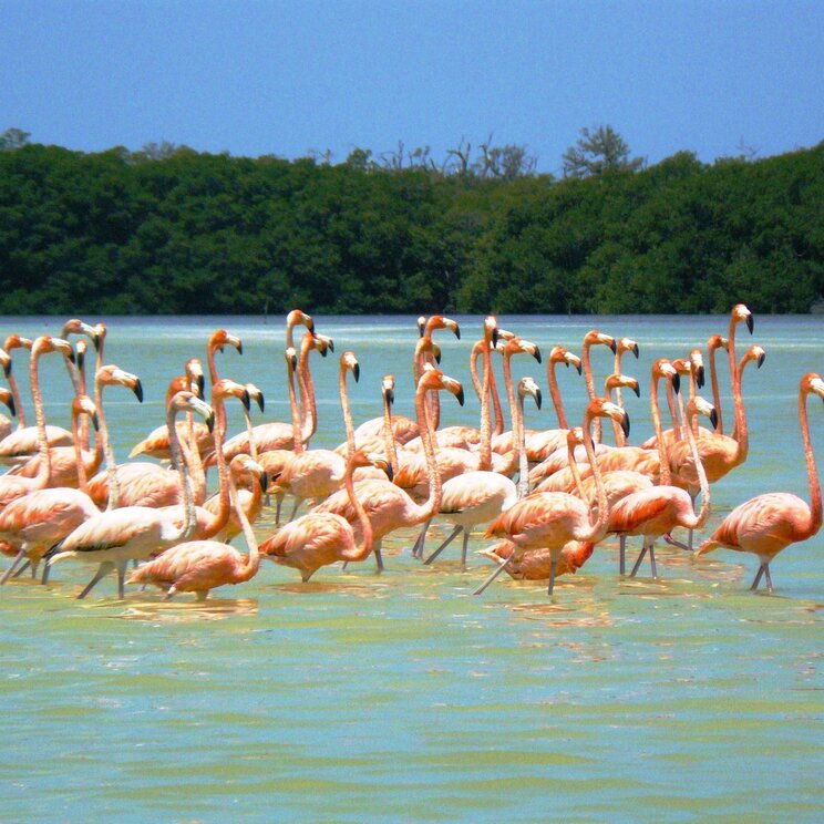 Flamingos in Izamal