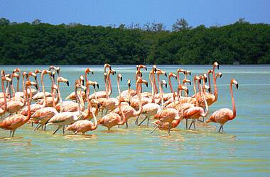 Flamingos in Izamal
