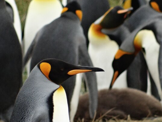 Kaiserpinguine auf Feuerland