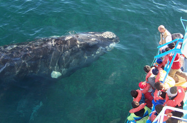 Walbeobachtung in Argentinien