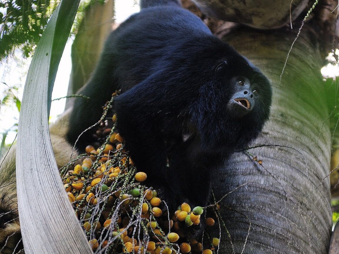Brüllaffe bedient sich an Früchten im Sumpfgebiet Esteros del Iberá