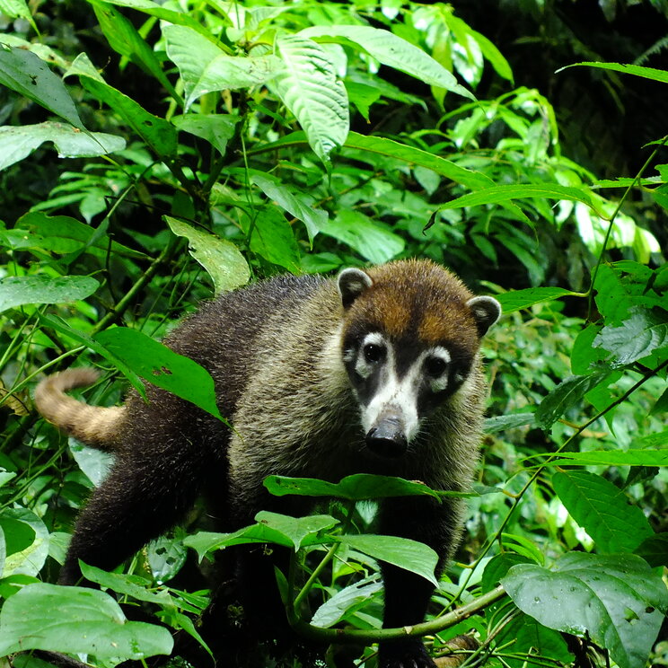 Nasenbär im tropischen Regenwald von Costa Rica