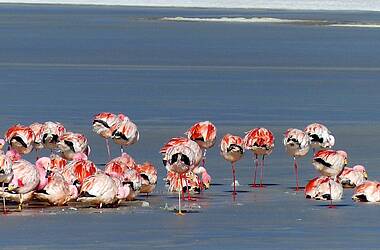 Flamingos in der Atacamawüste