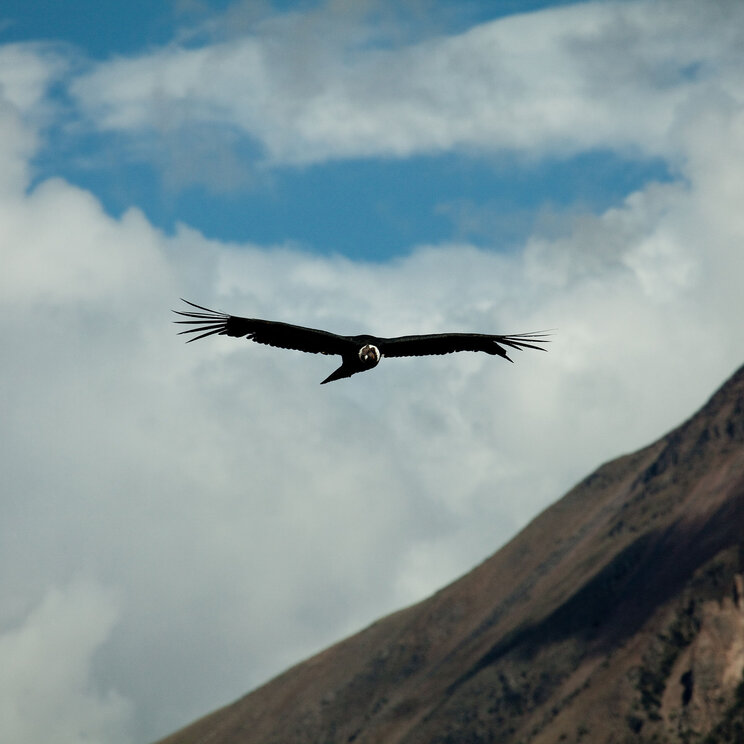 Kondor im Flug über den Colca Canyon, Peru.