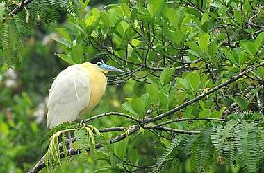 Gelber Vogel bei einer Vogelbeobachtungstour in der Sani Ecolodge, Yasuni und Cuyabeno, Ecuador