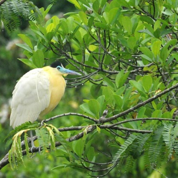 Gelber Vogel bei einer Vogelbeobachtungstour in der Sani Ecolodge, Yasuni und Cuyabeno, Ecuador
