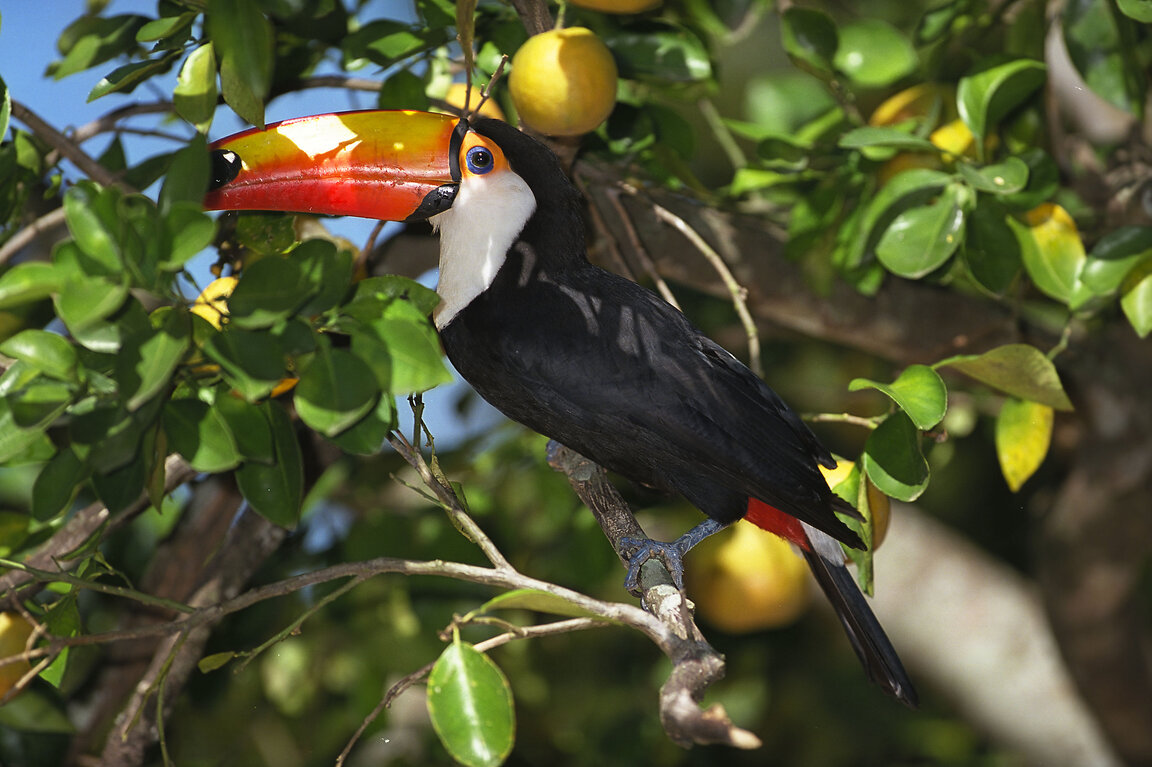 Ein Tukan mit einem leuchtend orangefarbenen Schnabel sitzt auf einem Ast in einem Baum, umgeben von grünen Blättern und gelben Früchten.