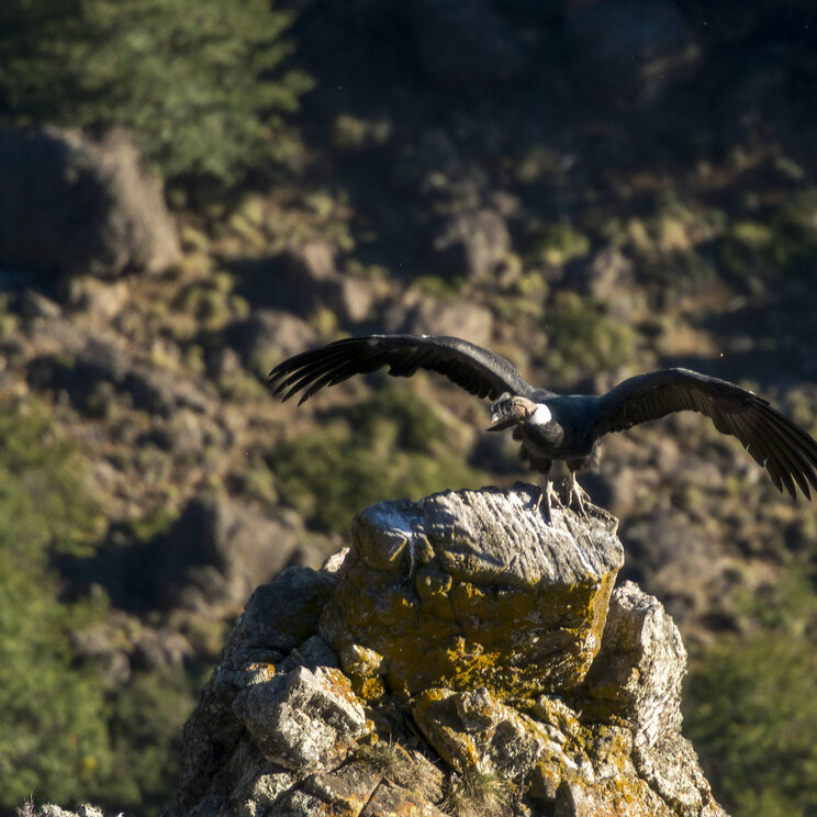 Vogel auf einem Fels im Valle Exploradores in Patagonien