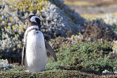 Pinguine beim Ausflug zum Punta Tombo Pinguin Reservat von Puerto Madryn