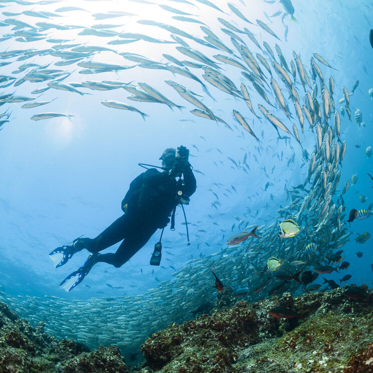 Schnorchel- und Tauchausflüge von Santa Cruz aus, Galapagos Ecuador