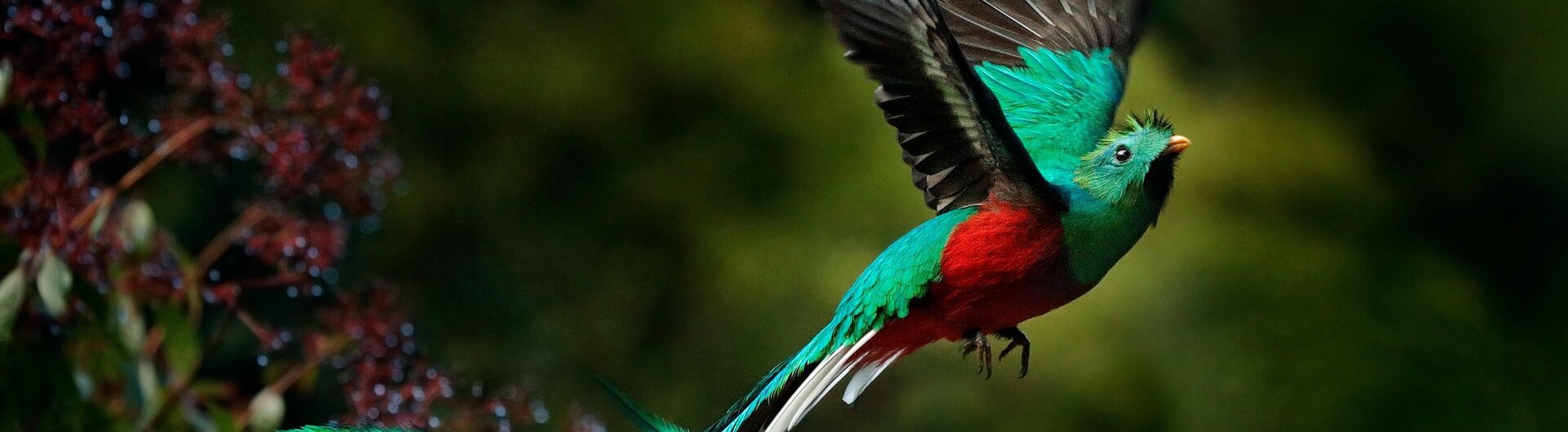Quetzal in Costa Rica im Flug mit leuchtend grünem Gefieder, roter Brust und langem Schwanz vor tropischem Nebelwald.