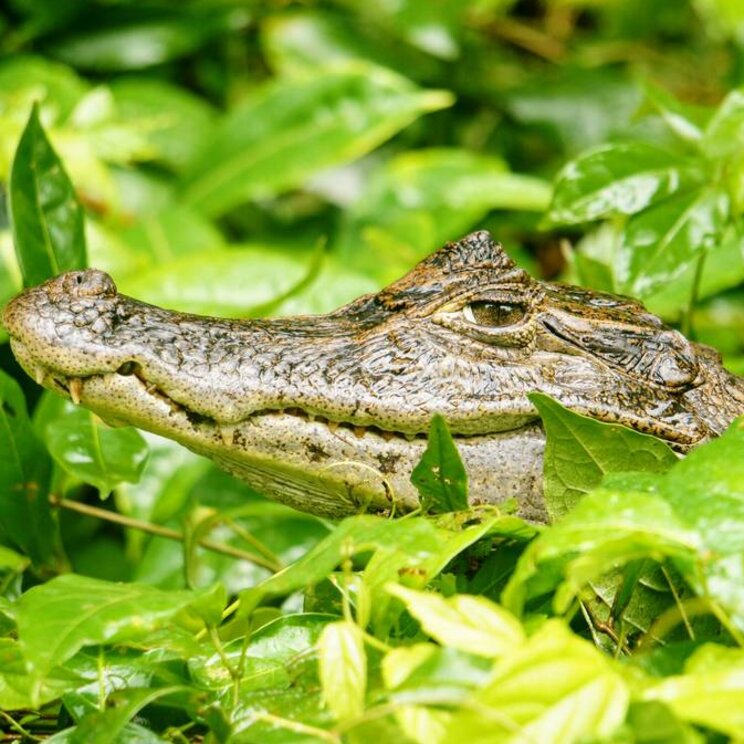 Tortuguero Kaiman gesehen auf der Rundreise Costa Rica und Panama von Gateway Lateinamerika