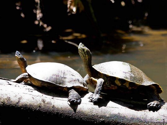 Zwei Schildkröten auf einem Ast im Tortuguero Nationalpark