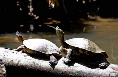 Zwei Schildkröten auf einem Ast im Tortuguero Nationalpark