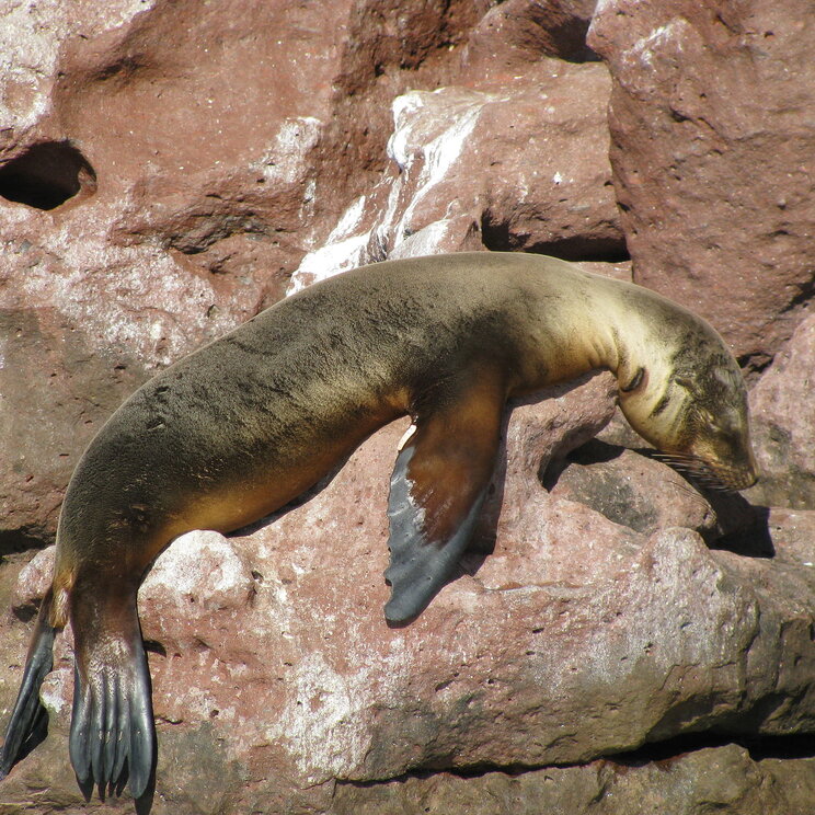 Robbe liegt auf roten Felsen in Baja California