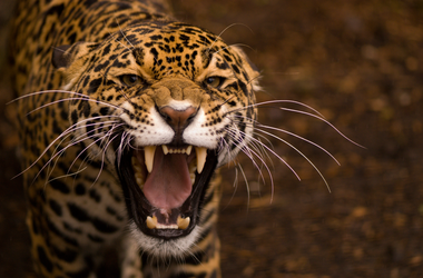 Jaguarbeobachtung in der Cuyabeno Lodge im Amazonas-Regenwald von Ecuador