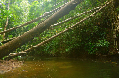 Bäume wachsen über einen Fluss im Regenwald am Gatunsee