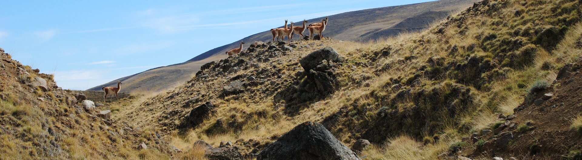 Guanacos auf einem grasbewachsenen Berghang in El Calafate, Argentinien.