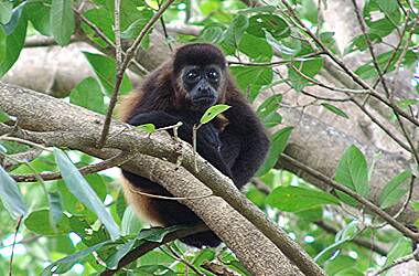 Kleiner Affe in Charco Verde, Isla de Ometepe