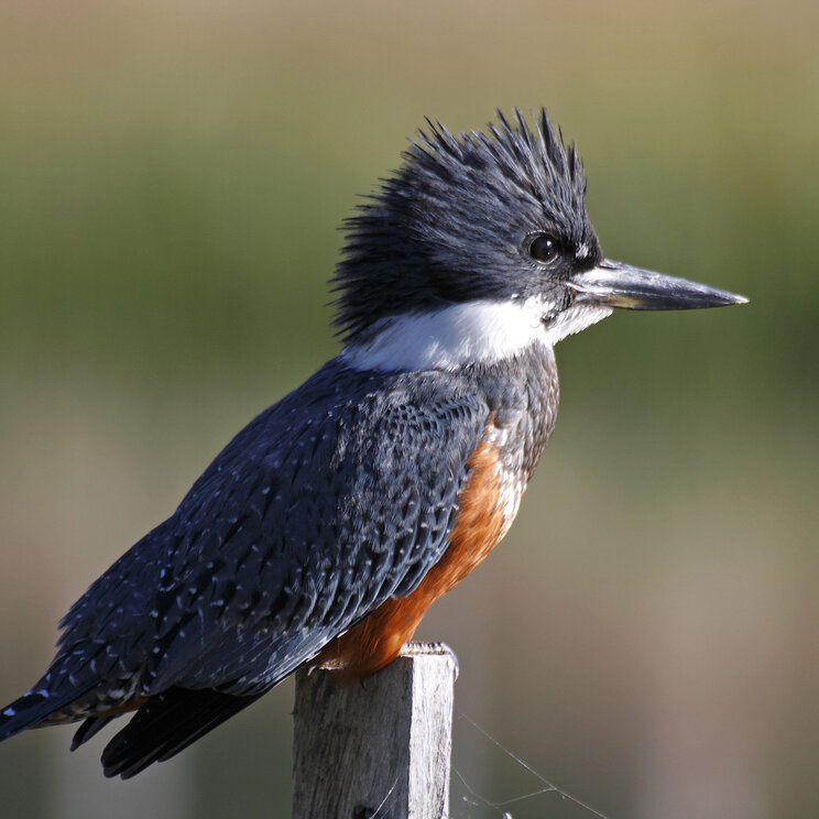 Eisvogel in Chile