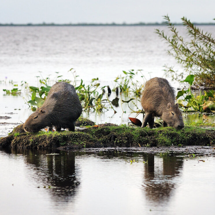 Zwei Capybaras grasen auf einer kleinen Grasinsel im Iberá-Sumpfgebiet in Argentinien.