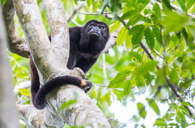 Affe sitzt im Baum im Dschungel auf der Isla Palenque in Panama
