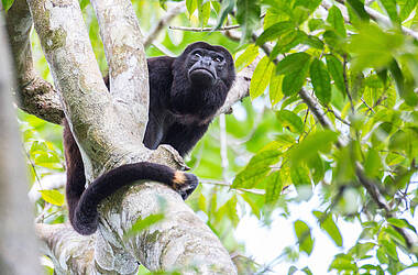 Affe sitzt im Baum im Dschungel auf der Isla Palenque in Panama