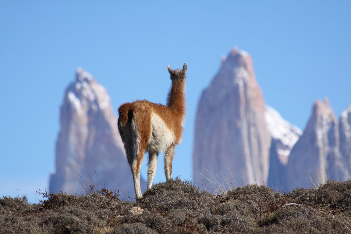Guanako vor den Torres del Paine