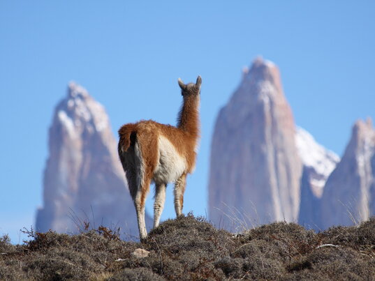 Guanako vor den Torres del Paine